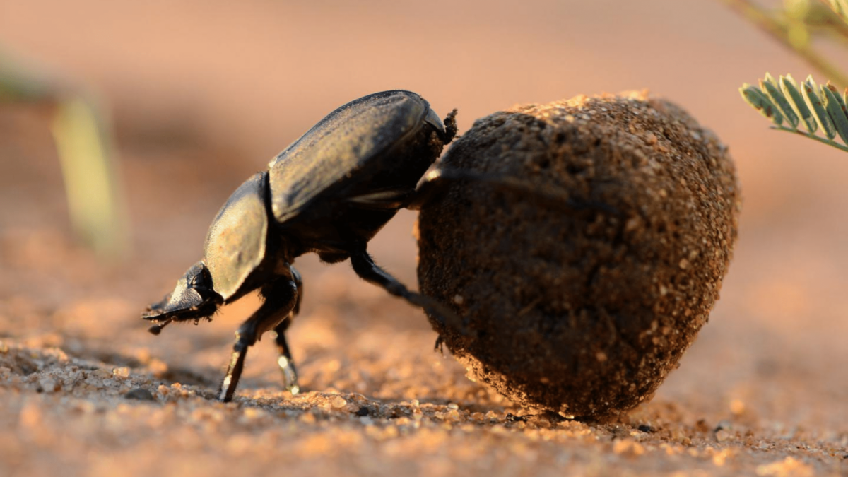 What a dung beetle taught me about codependency.